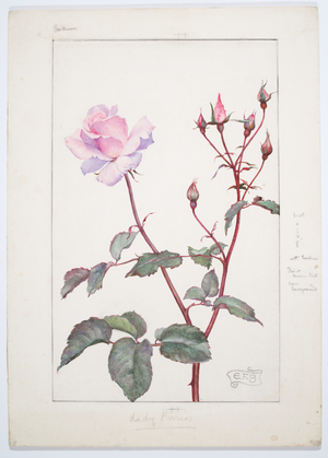 Lady Pirrie Rose, c. 1909 (Watercolor and graphite on board)