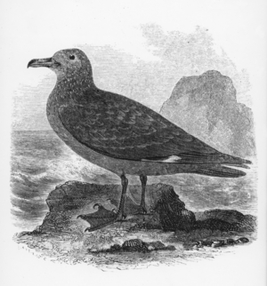 The Common Skua, illustration from 'A History of British Birds' by William Yarrell, first published 1843 (woodcut)