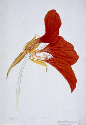 Flower illustration by Arthur Church
