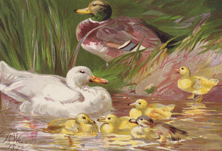 Ducks and Ducklings (colour litho)