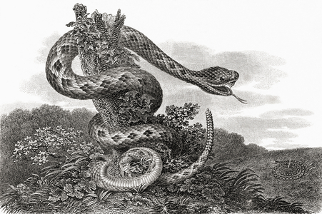 South American rattlesnake aka tropical rattlesnake, Crotalus Durissus, from a 17th century print