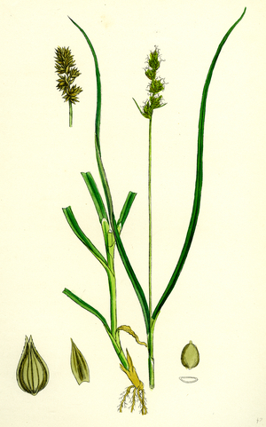 Carex Eu-Muricata Greater Prickly Sedge