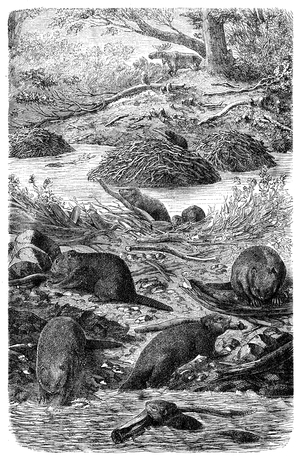 Beavers at work