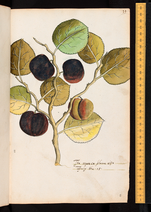 Tradescant's Orchard, The moroco plum, c.1611-1620 (watercolour)