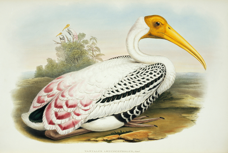 Mycteria leucocephala