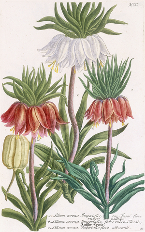 Lilium corona Imperialis (Crown imperial lily), 1737-1745 (engraved and mezzotint plate, printed in colours and finished by)