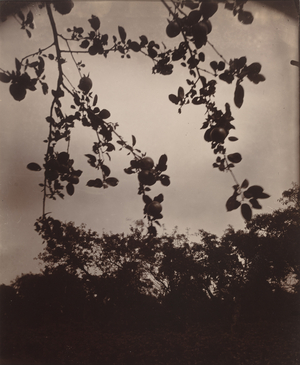 Branche de pommier,1922/1923 (photo)