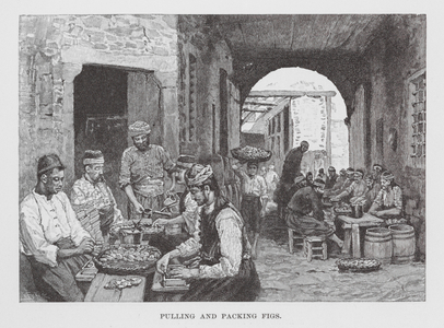 Pulling and Packing Figs (engraving)