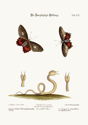 The Double-headed Snake. The Black Butterflies, 1749-73 (coloured engraving)