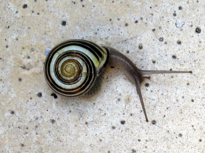 8924N Snail July 2009