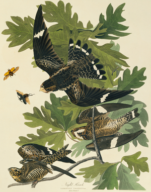 Chordeiles minor, common nighthawk, Plate 147 from John James Audubon's Birds of America, original double elephant folio, 1827-30 (hand-coloured aquatint)