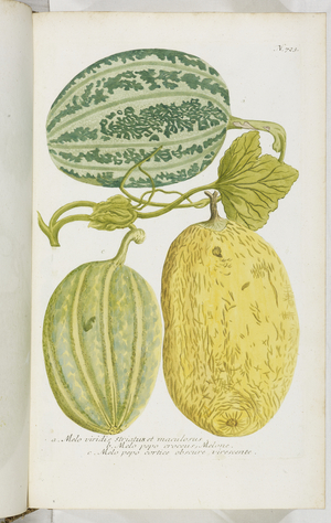 Melo, 1737 (engraving)