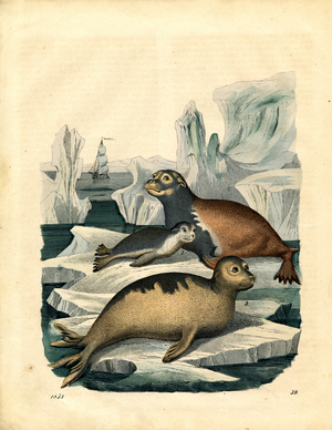 Seals on Ice Floes in the Arctic (hand-coloured engraving)