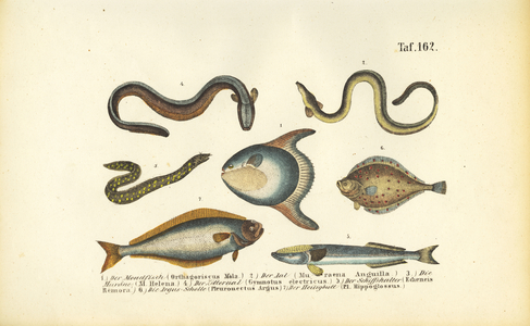 Marine Fish and Eels, 1850 (lithography)