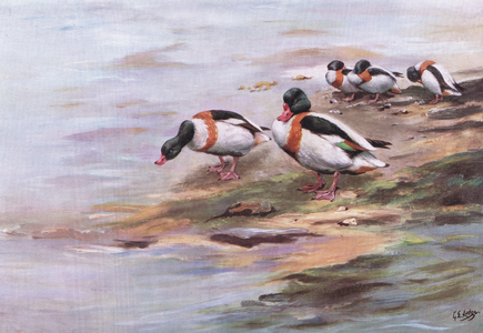 Sheld Ducks (litho)