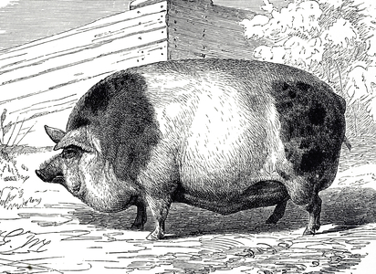 Engraving depicting a Harrison Pig, 19th century