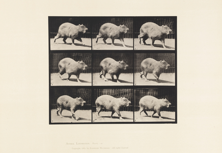 Plate 746. Capybara; Walking, 1885 (collotype on paper)