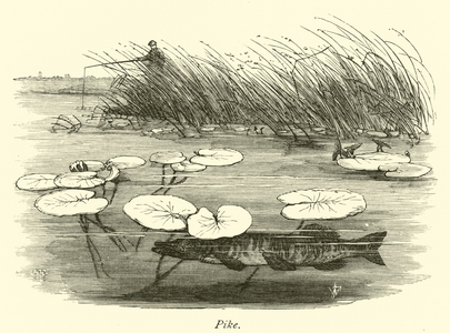Pike (engraving)