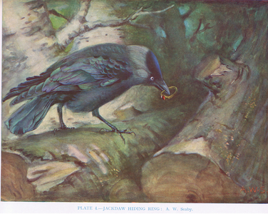 Jackdaw hiding a ring, illustration from 'British Birds' by Kirkman & Jourdain, 1966 (colour litho)
