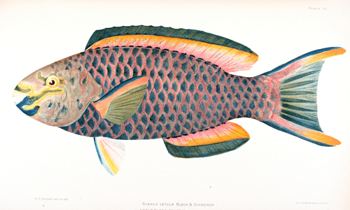 Illustration of an Scarus vetula Bloch from 'The Fishes of Porto Rico', by Barton Warren Evermann and Millard Caleb Marsh