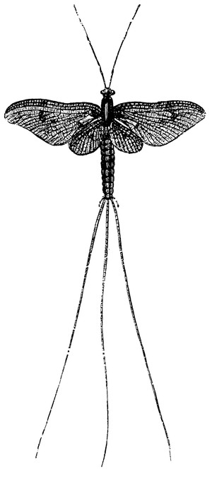 Mayfly