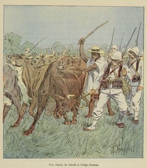 Une razzia de boeufs a Diego-Suarez (colour litho)