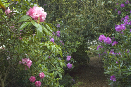 Rhododendron Dell, 2007 (photo)