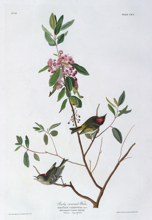 Two birds. Colour Illustration by Audubon; Ruby crowned Wren.