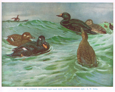 Common Scoter (Right) and Velvet Scoters (Left), illustration from 'British Birds' by Kirkman & Jourdain, 1966 (colour litho)