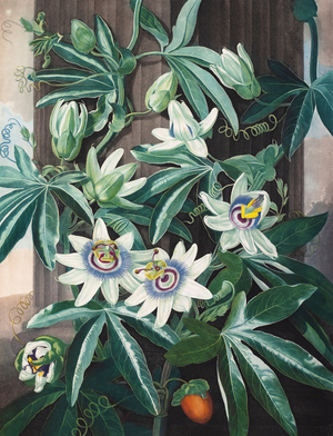 Blue passionflower, 1799-1807 (Plate)