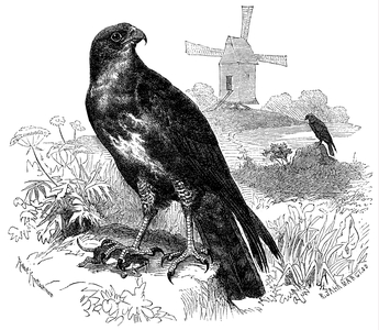 Common Buzzard