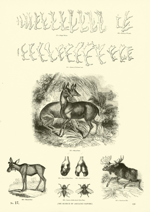 Page from The Pictorial Museum of Animated Nature (engraving)