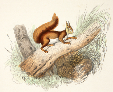 the squirrel, 18th century (Engraving)