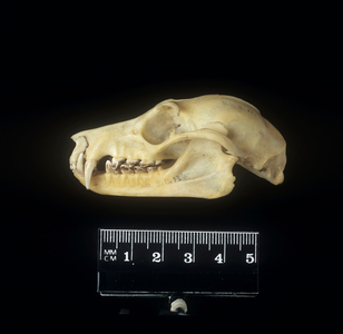 Pteropus poliocephalus