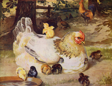 Hen and chicks (colour litho)