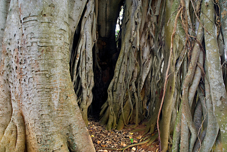 Banyan tree (photo)