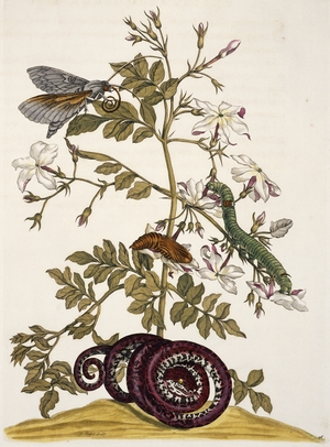 Illustration from 'Insects of Surinam', 1726 (hand-coloured engraving)