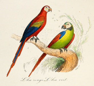 The Scarlet Macaw and the Green Macaw, 18th century (Engraving)