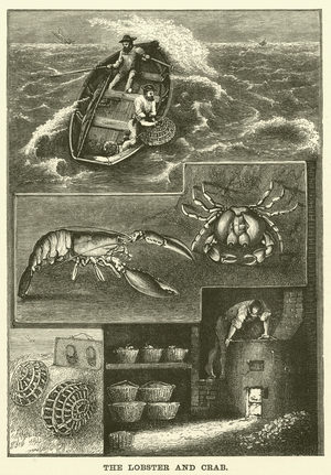 The Lobster and Crab (engraving)
