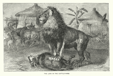 Wilds of Africa: The Lion in the Cattle-Yard (engraving)
