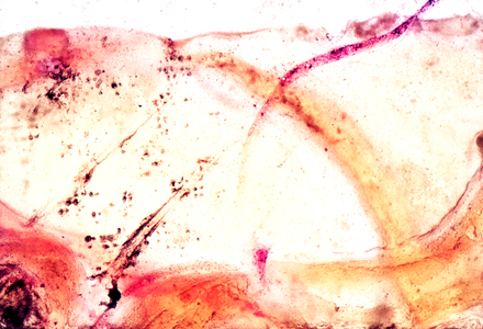 NA_34 [Roses], 2002 (35mm slide)