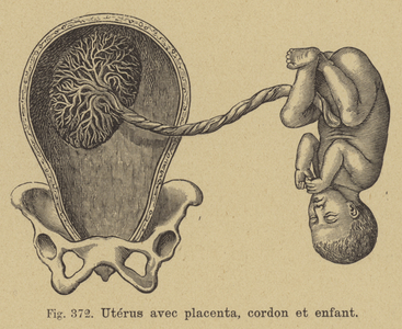 Cutaway of a womb showing the placenta, umbilical cord and baby (engraving)