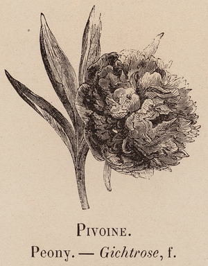 Le Vocabulaire Illustre: Pivoine; Peony; Gichtrose (engraving)