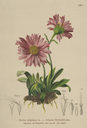 Blue Alpine Daisy (Aster alpinus) (colour litho)