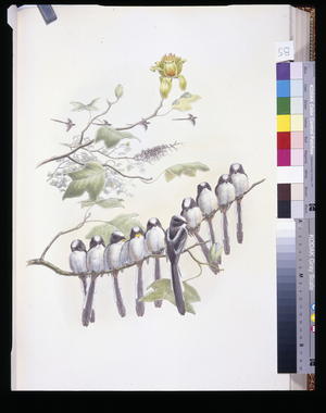 Long-Tailed Tit (Mecistura Caudata) (hand-coloured litho)