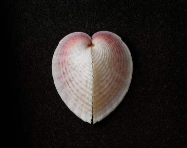 Heart cockle (photo)