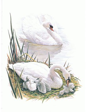 Mute Swan and cygnets, illustration from'Wildfowl of Europe', 1972 (colour litho)