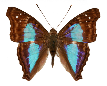 Chlorippe seraphina