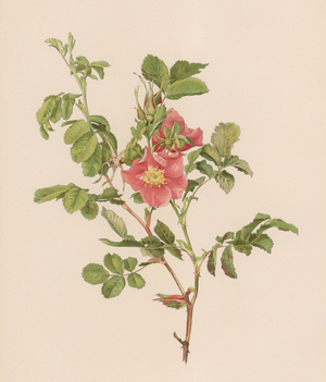 English Rose (colour litho)