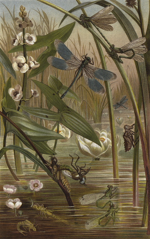 Eierlegende Schlankjungfer (chromolitho)